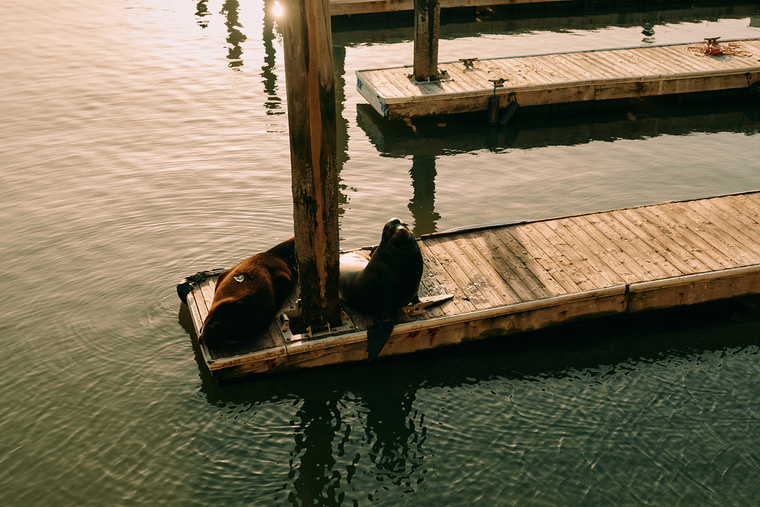 Two sea lions resting on floating dock.