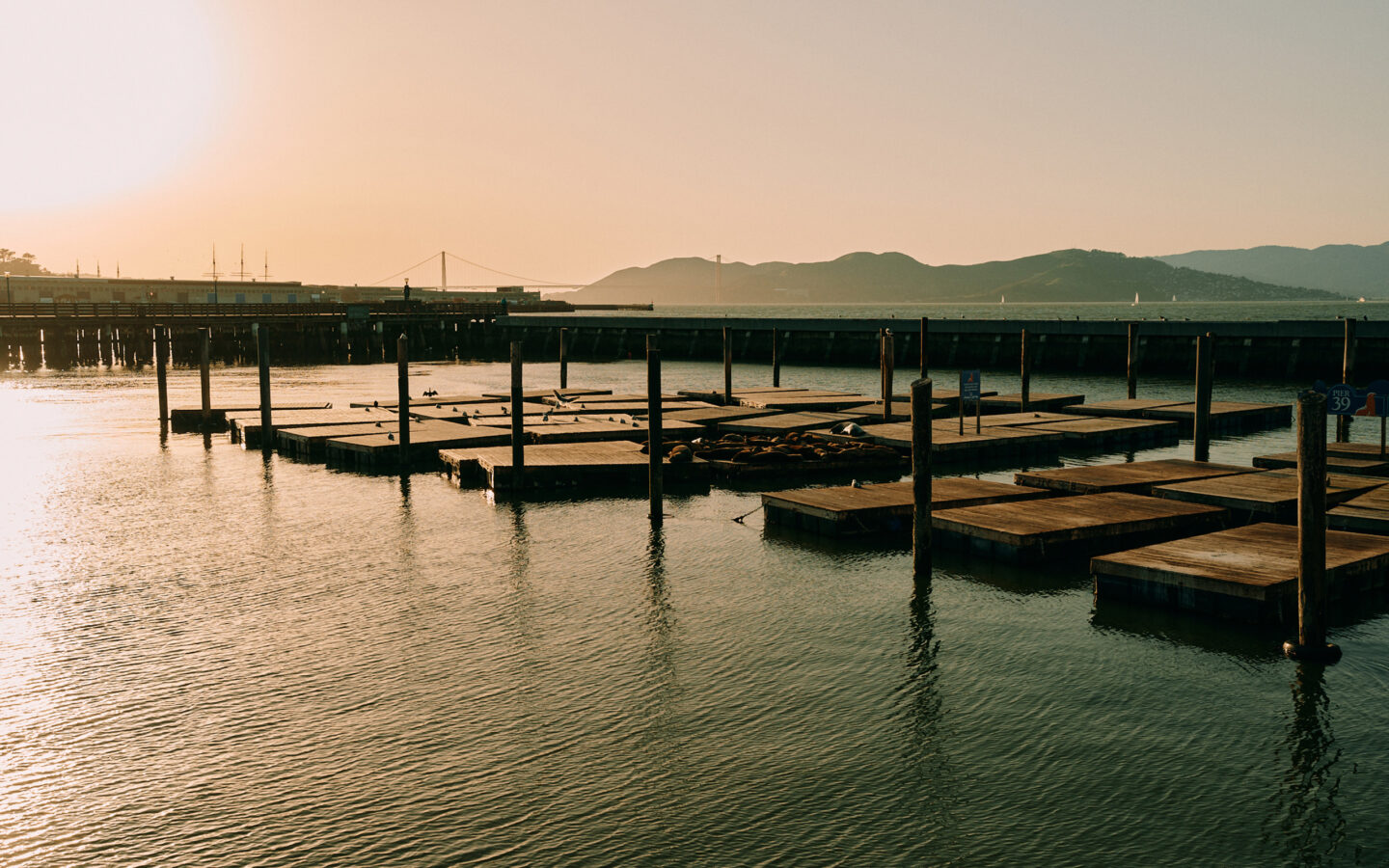 Sea lions on docks at sunset near Pier 39.