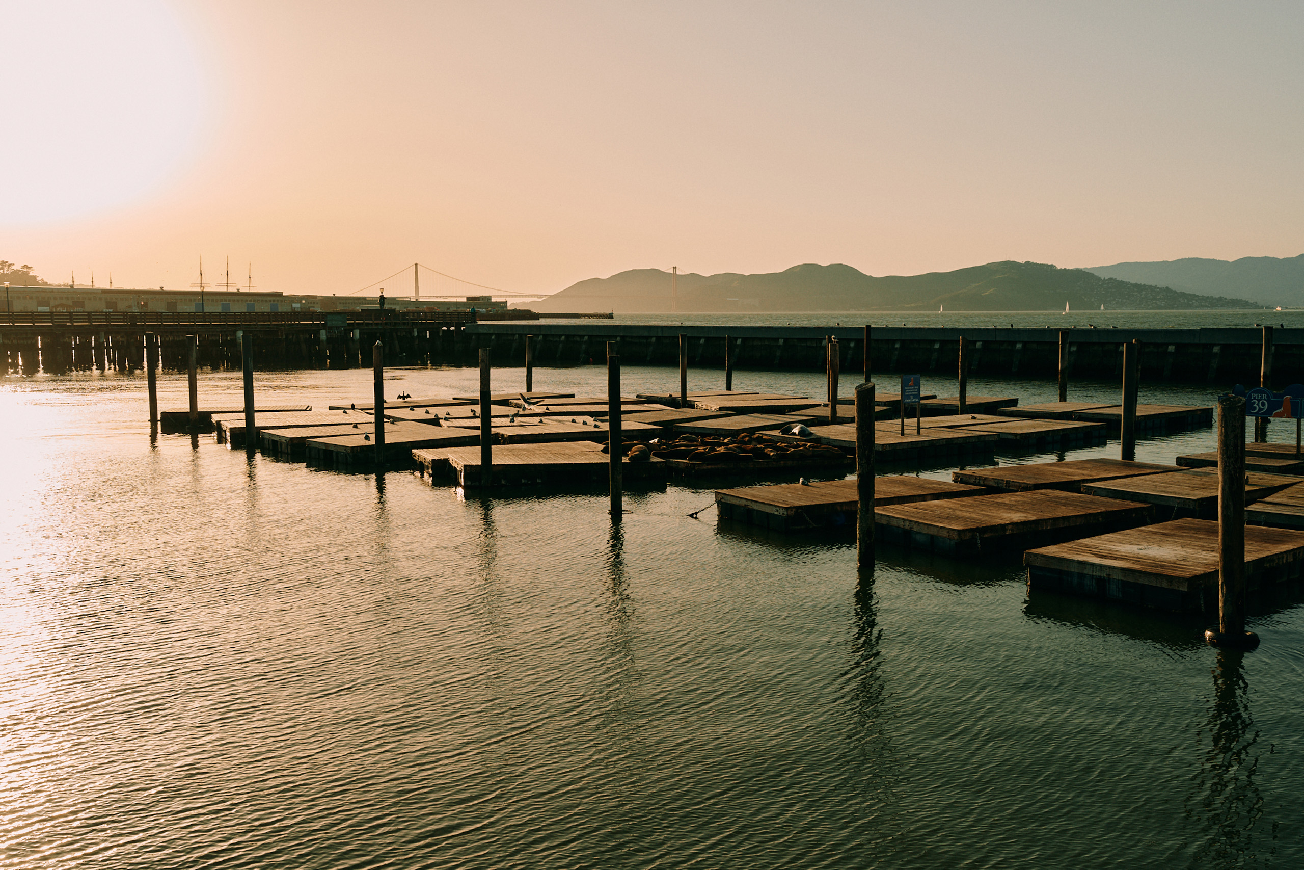 Sea lions on docks at sunset near Pier 39.