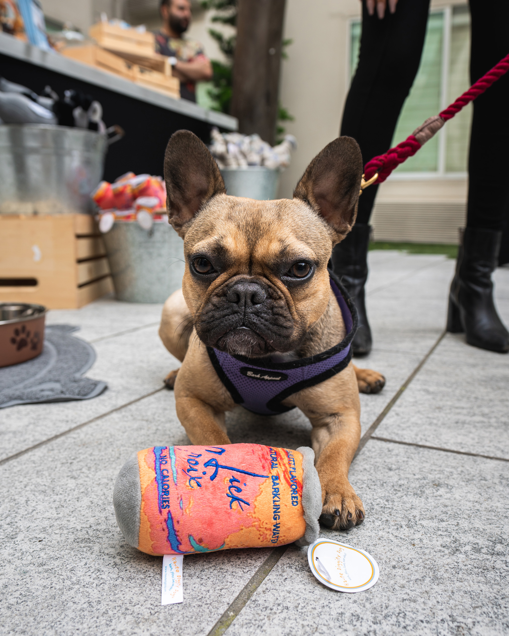Dog with toy at courtyard pet event
