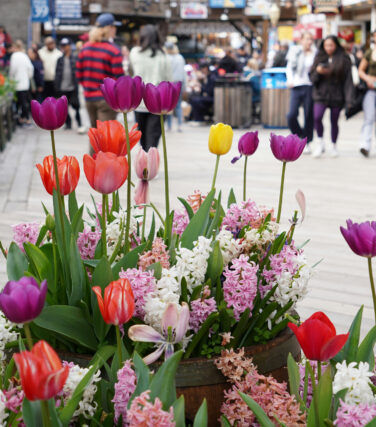 Colorful tulips blooming on Pier 39 walkway