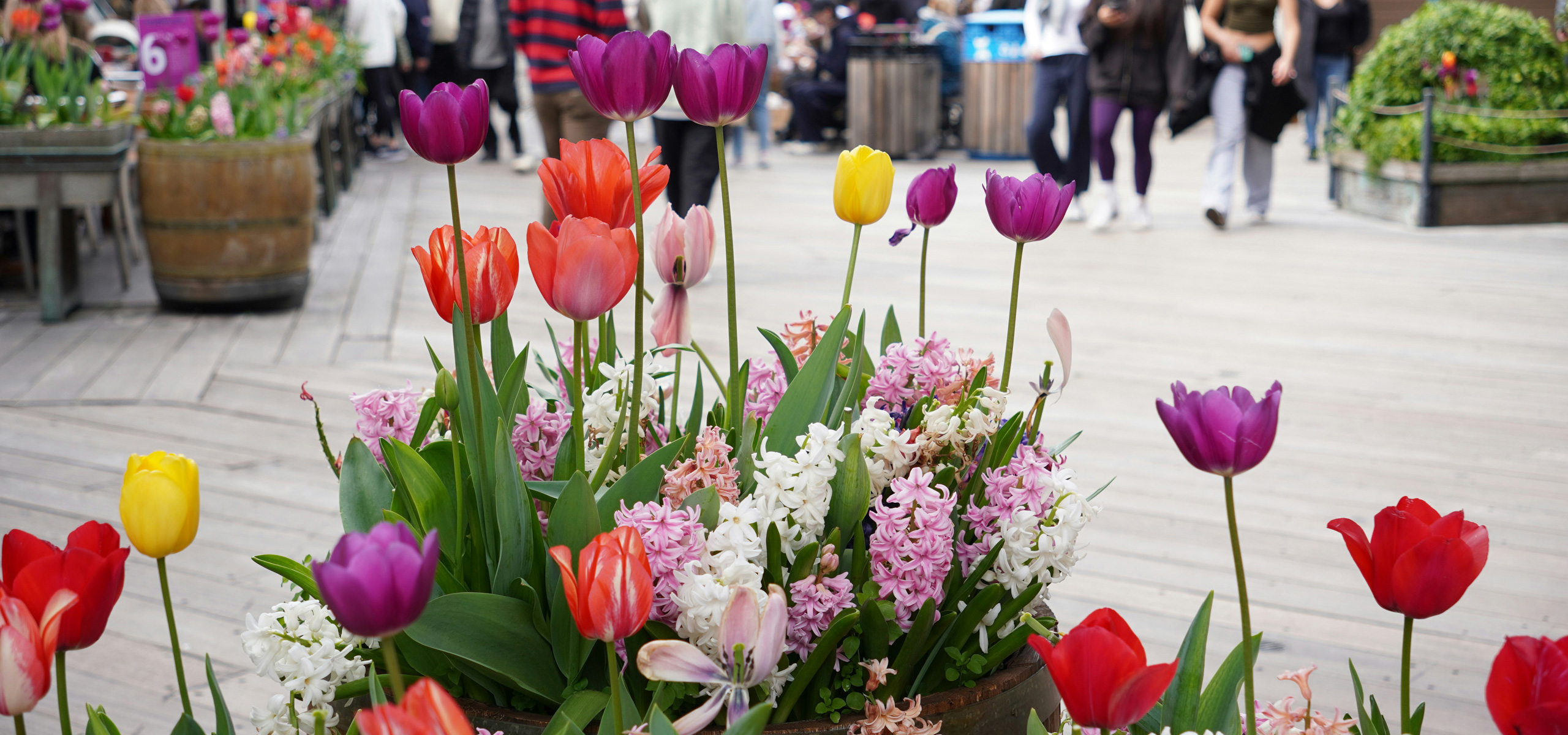 Colorful tulips blooming on Pier 39 walkway