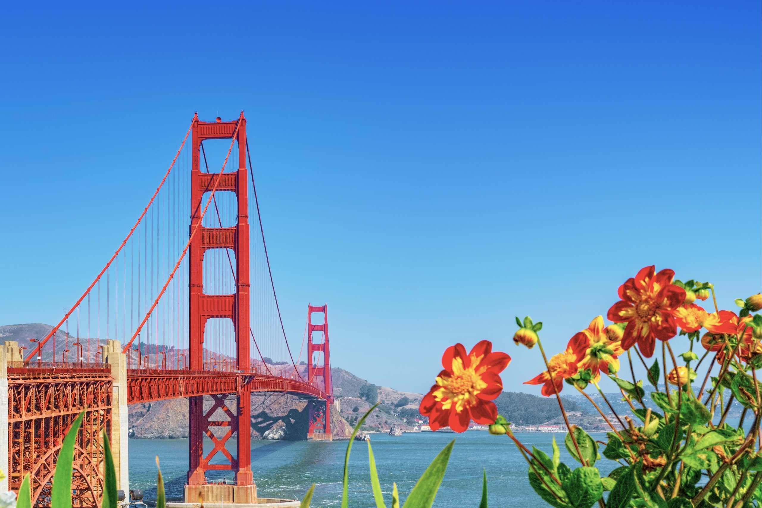 spring flowers near Golden Gate Bridge in San Francisco