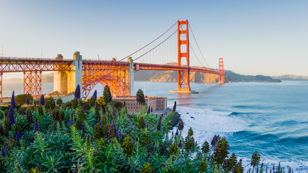 spring flowers near Golden Gate Bridge in San Francisco